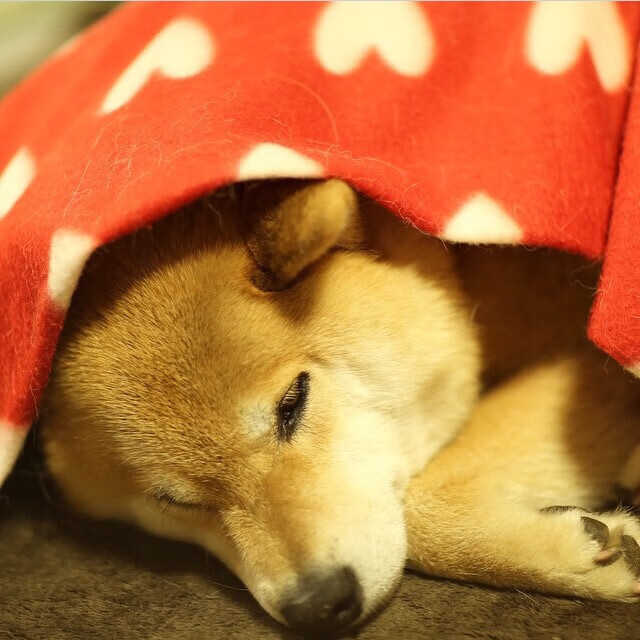 _极光之下的穿越赛:挑战自然奇观的速度极限_,极光之桥