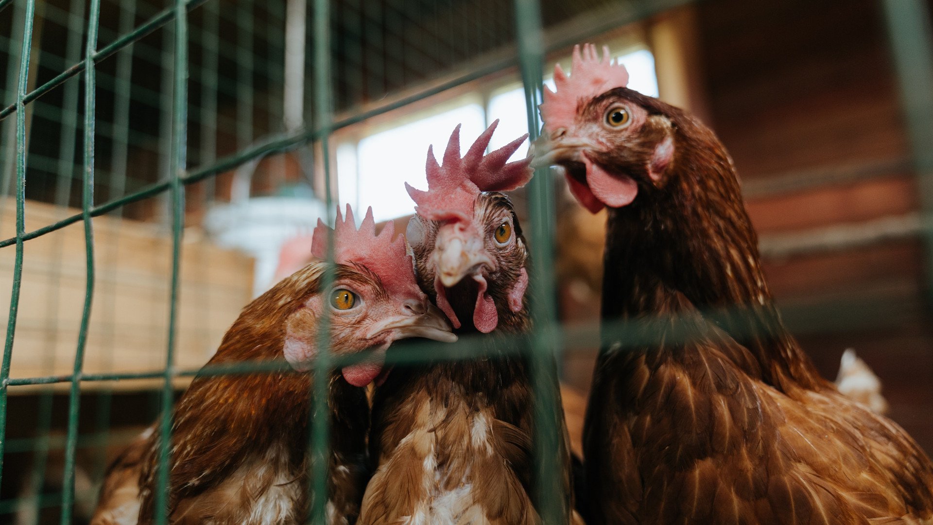 “德甲焦点：球队压哨绝杀震撼全场”，nba压哨球规则