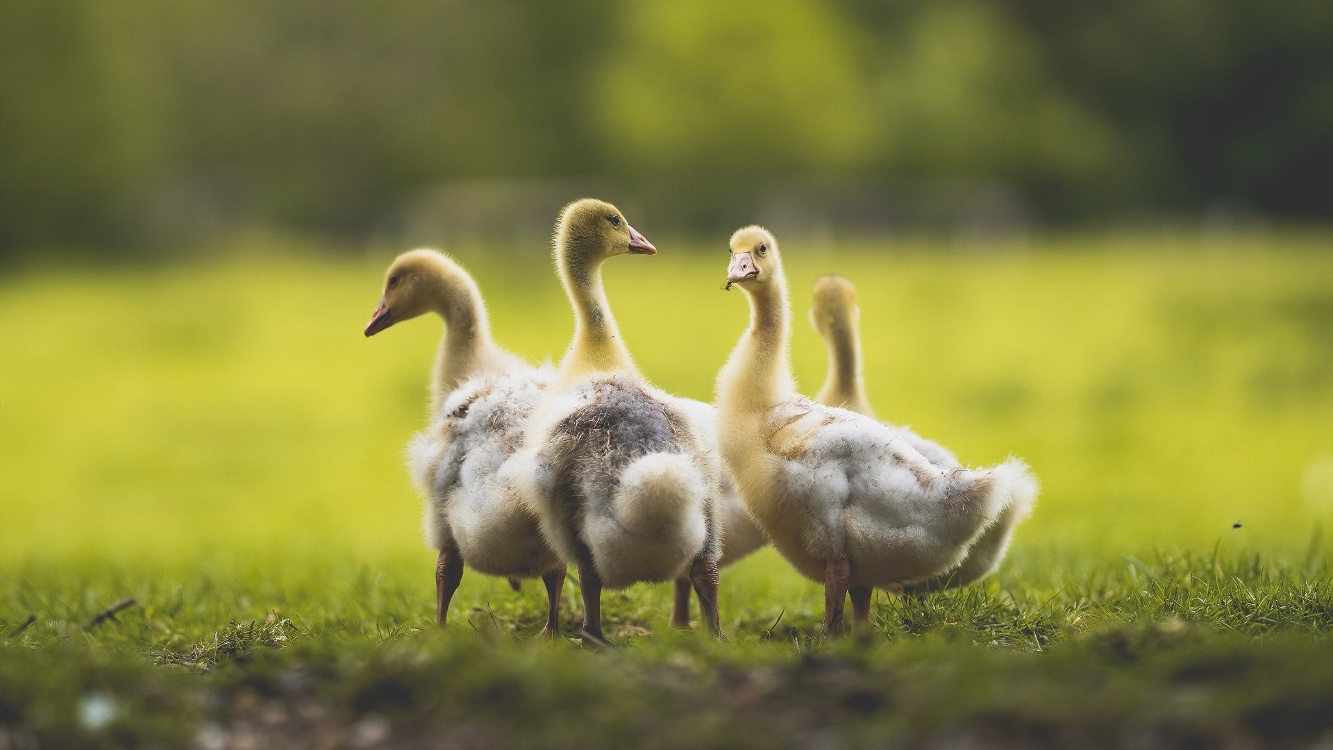 爱游戏中国官方网站平台-“意甲新星崛起引发关注，豪门紧追不舍”，意甲新赛季前瞻