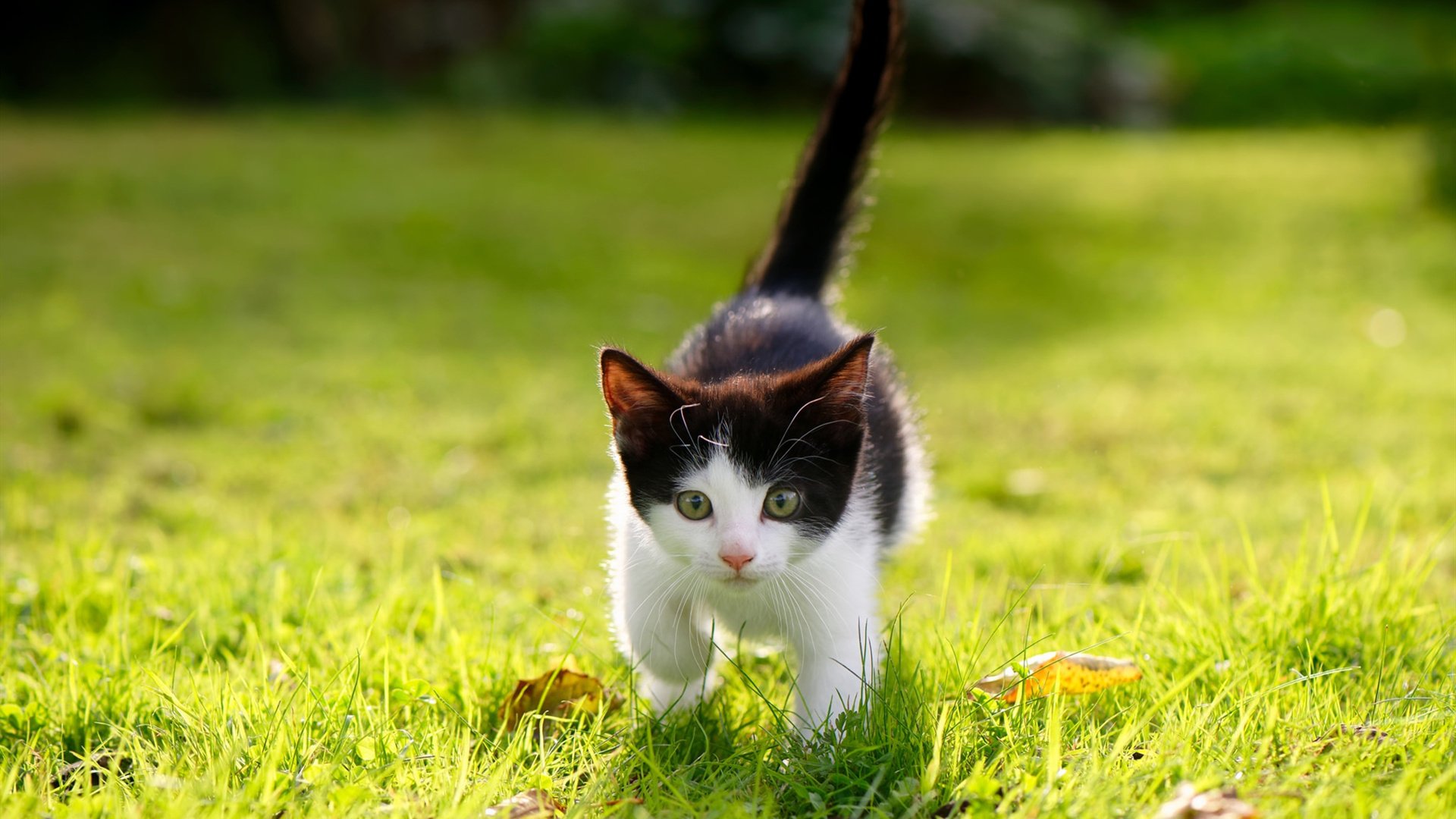 爱游戏娱乐平台-明星球员的“失误”集锦，谁说他们无误？，球赛明星