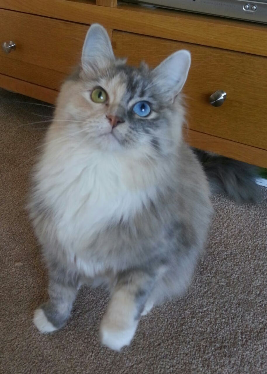 篮球训练视频教学平台上线助力普及，篮球教学视频网站