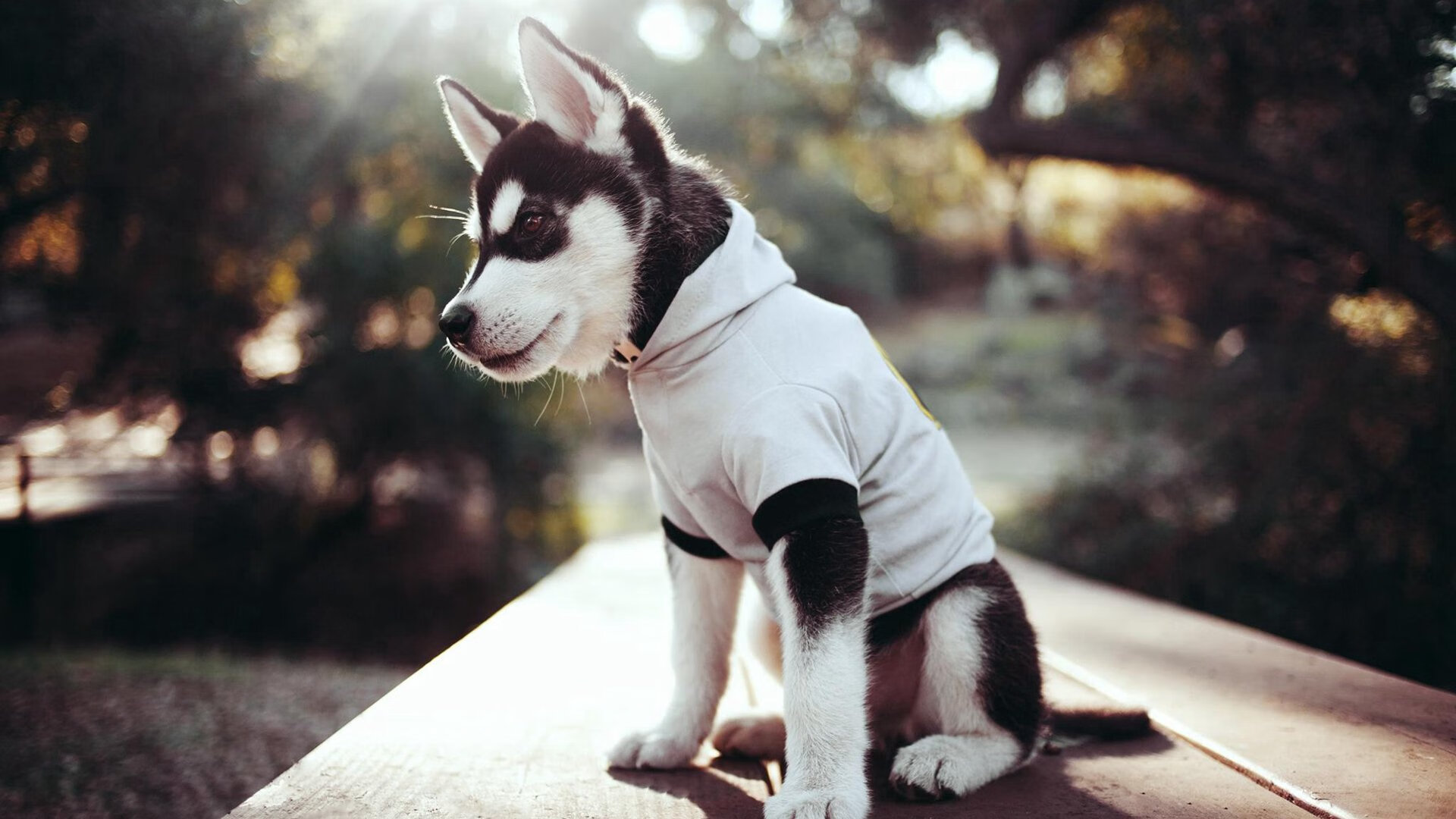 赛季热搜榜：带你回顾那些令人难忘的热点话题，热点赛事