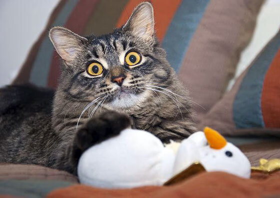 AYX GAMING-透视欧冠：哪个国家的球队更具竞争力？，欧冠球队实力排行