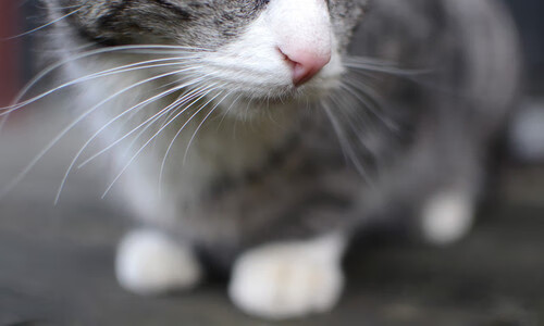 爱游戏在线娱乐官网-手握冠军秘诀，国家队豪取连胜开启胜利循环