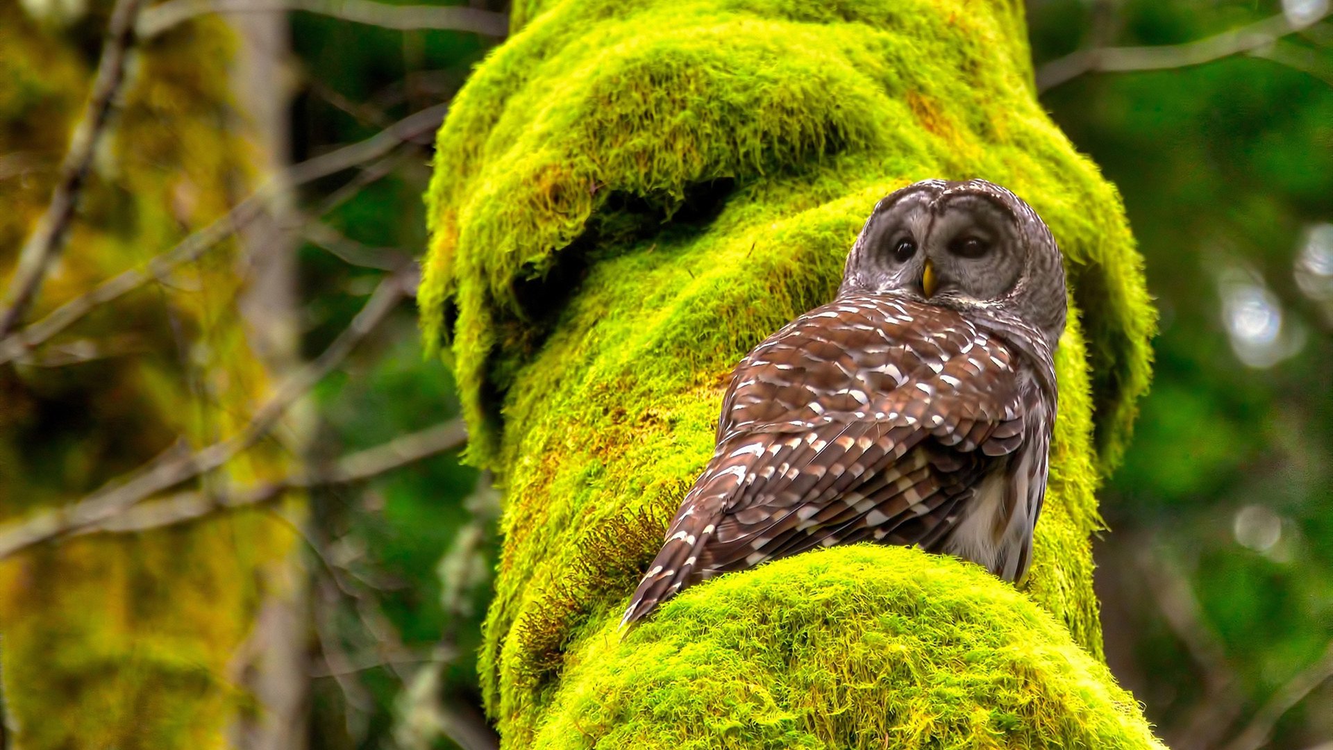 爱游戏体育APP下载-扎伊尔-埃梅里入选欧洲杯最佳阵容，欧洲杯埃里克森最新消息