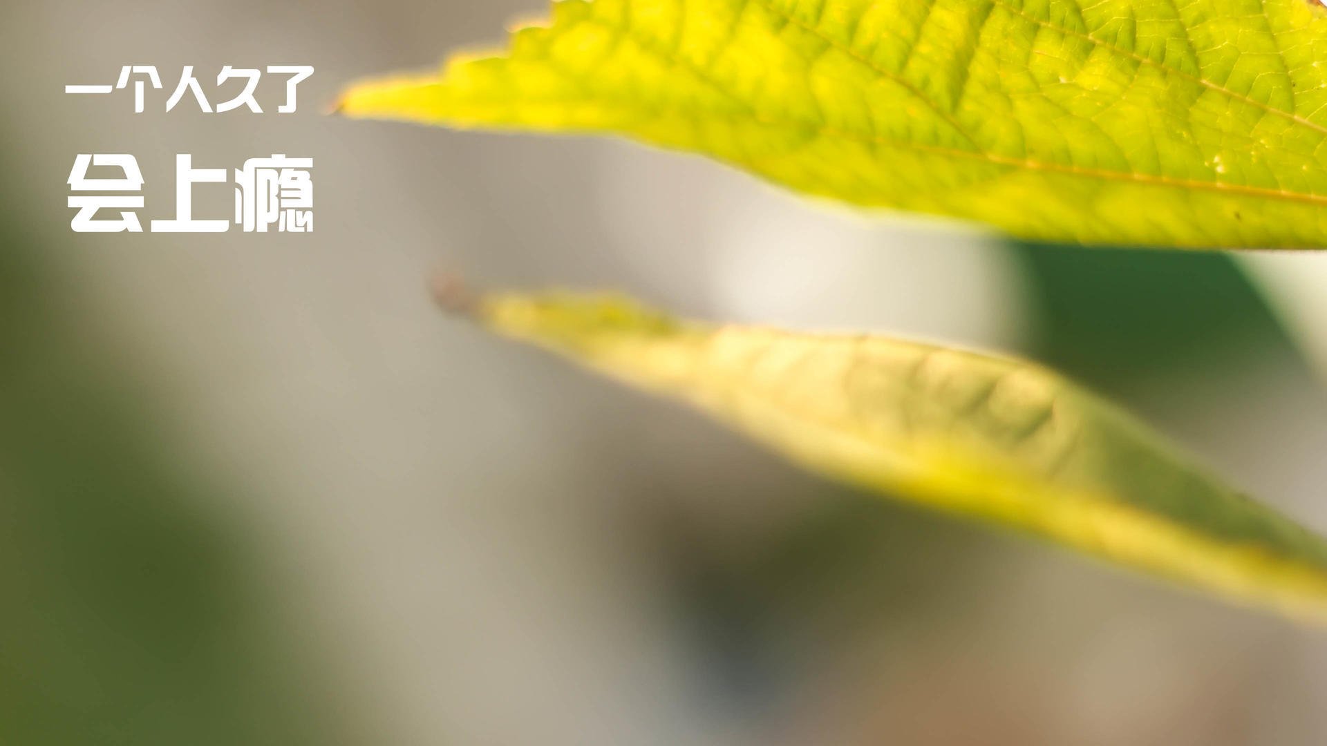 里昂队严密防守，或将助于取得胜利，里昂队著名球星