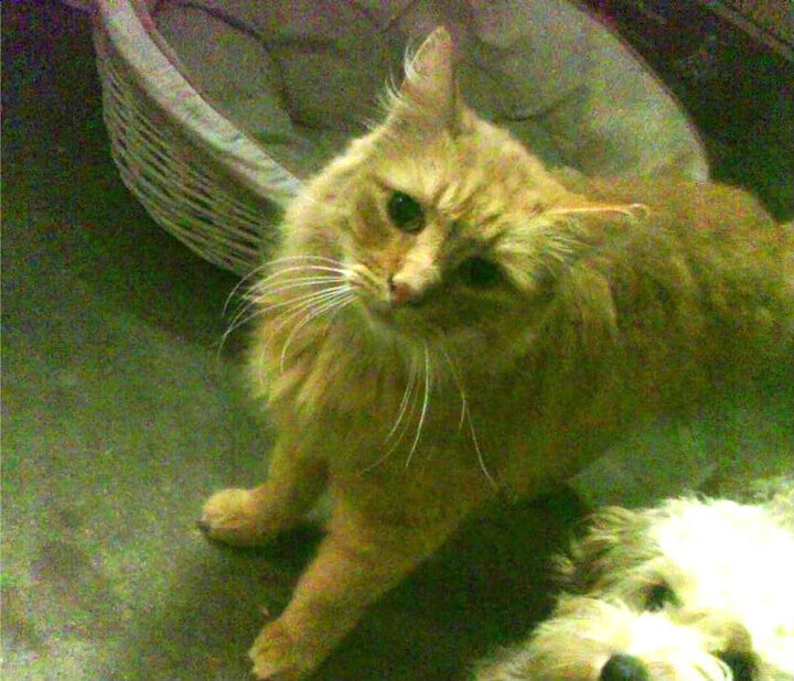 “沙滩排球:高新体育中心赛场让你领略速度与技巧的结合”