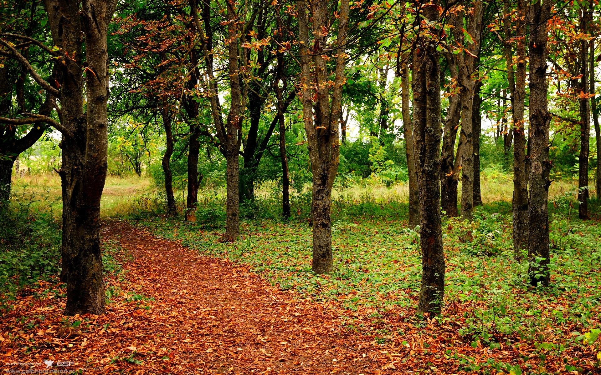 中国女篮核心球员发挥关键作用 带动全队，中国女篮团队