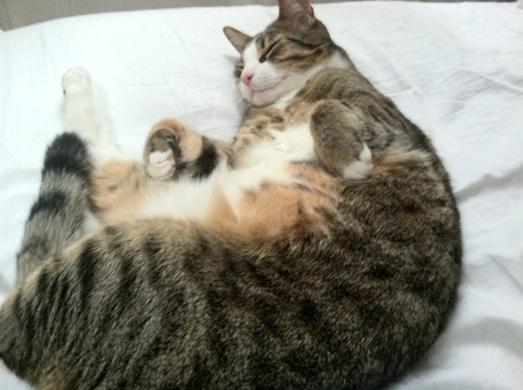 最经典绝杀视频回顾,最经典的绝杀