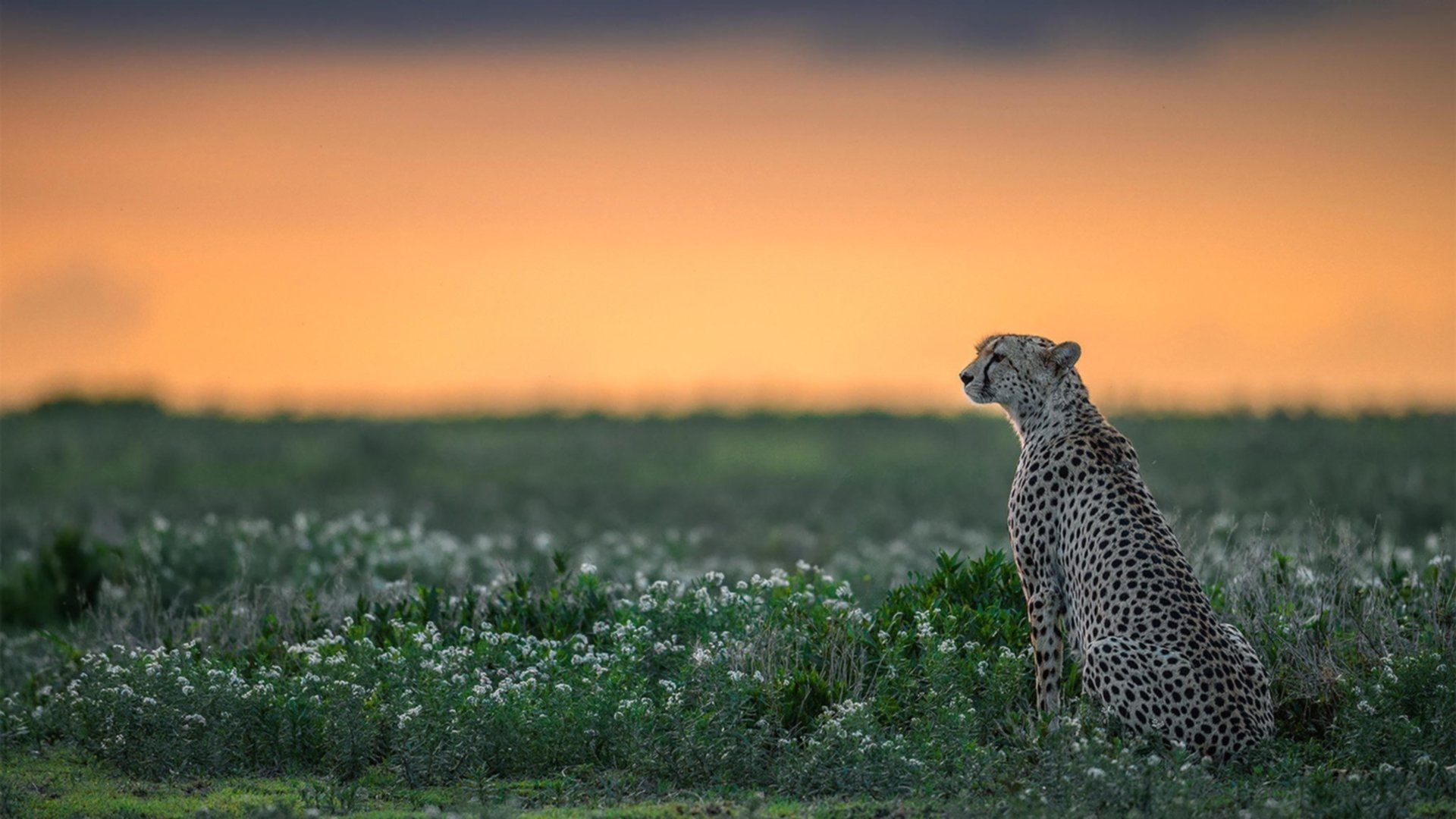 爱游戏app-热刺进攻端跑动积极撕裂空间，热刺进球