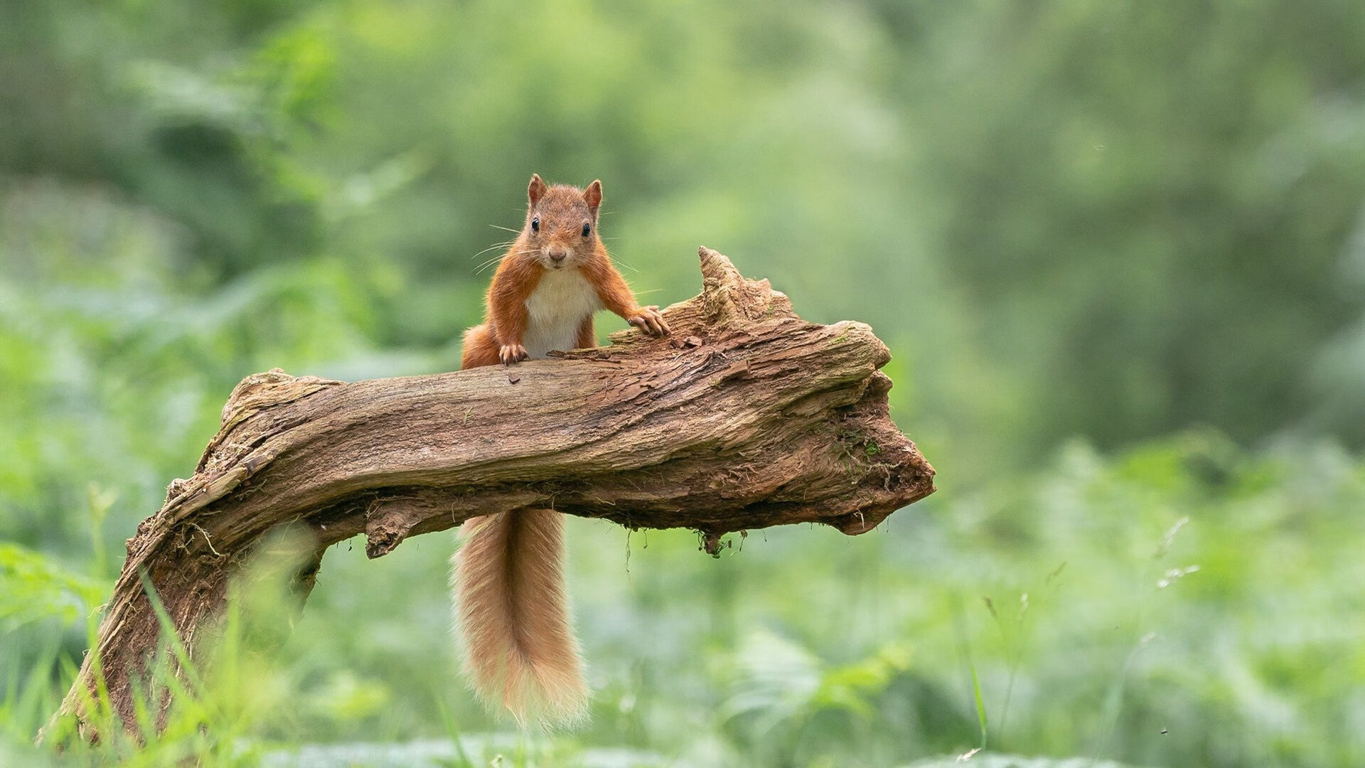 罗马尼亚队赛制策略:如何通过科学分析与战术创新提升战斗力,罗马尼亚已组联赛