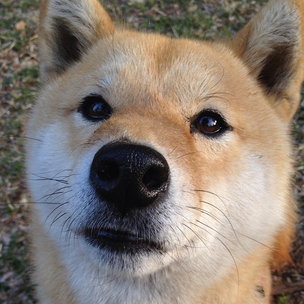 女子橄榄球助推全民参与氛围，女子橄榄球lfl