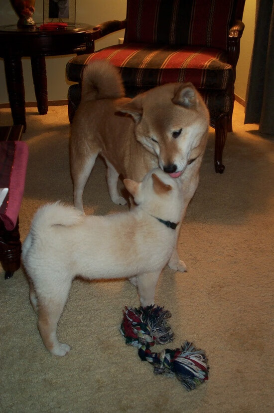 广东宏远一战封神震惊全场CBA半决赛，广东宏远队赛程2020