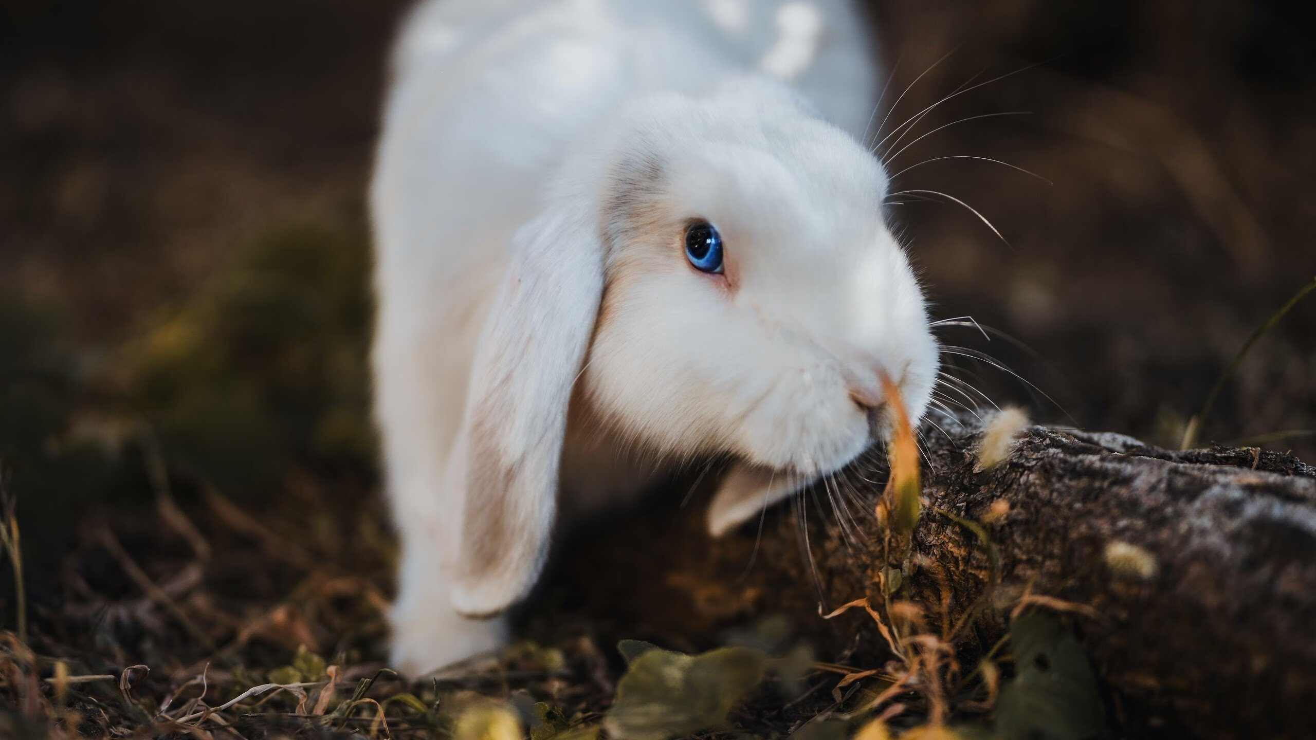 欧洲杯的赛事安全保障体系,欧洲杯赛制改革
